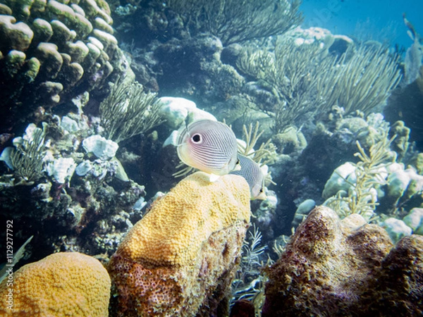 Obraz underwater life