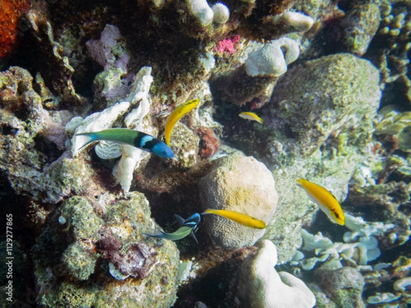 Obraz underwater life