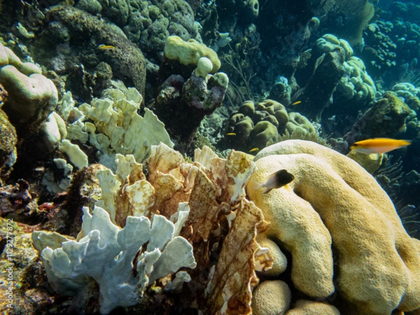 Obraz underwater life