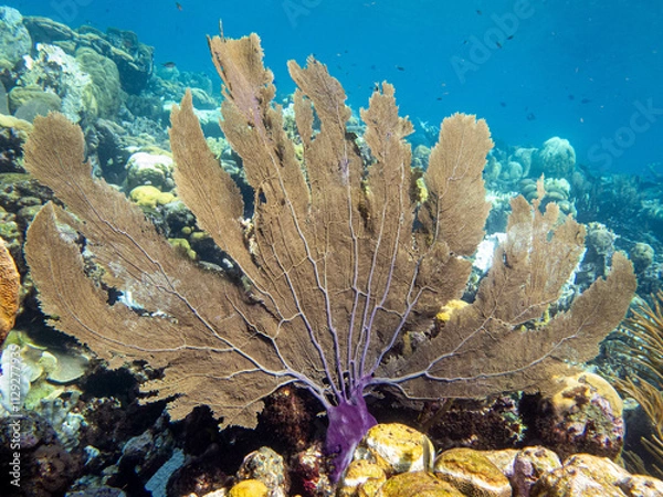 Obraz underwater life