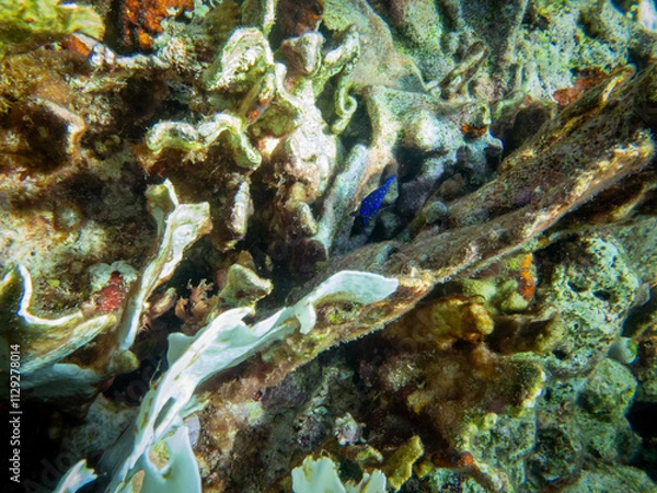 Obraz underwater life