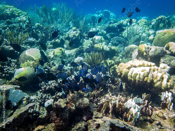 Obraz underwater life