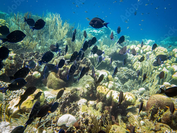 Obraz underwater life