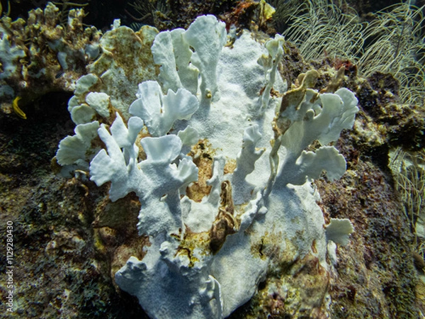 Obraz underwater life