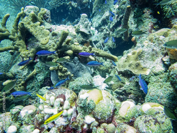 Obraz underwater life