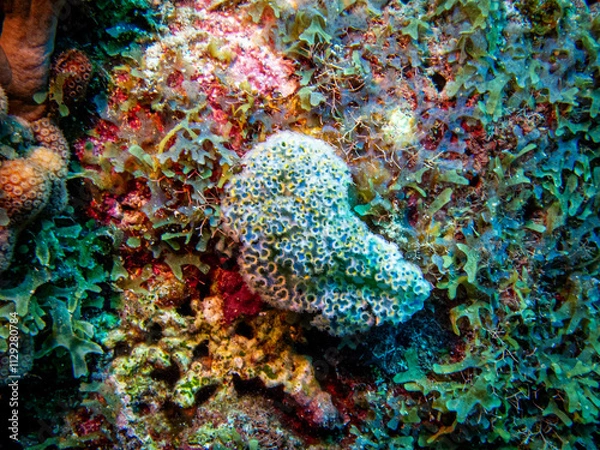 Obraz underwater life