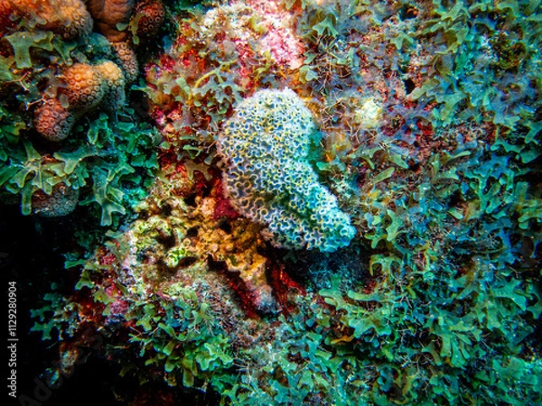 Obraz underwater life