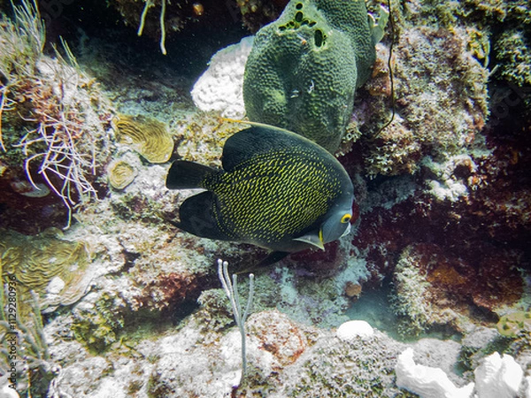 Obraz underwater life