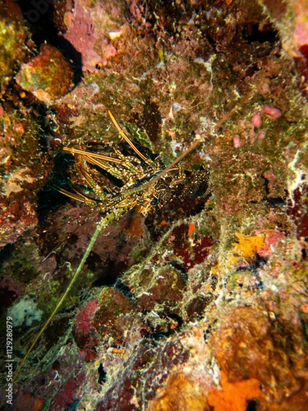 Obraz underwater life