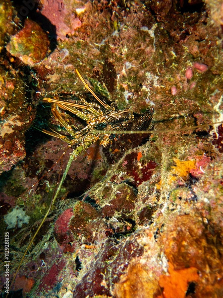 Obraz underwater life