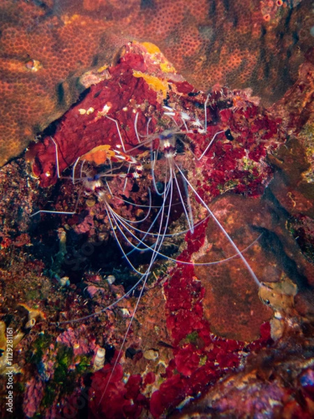 Obraz underwater life