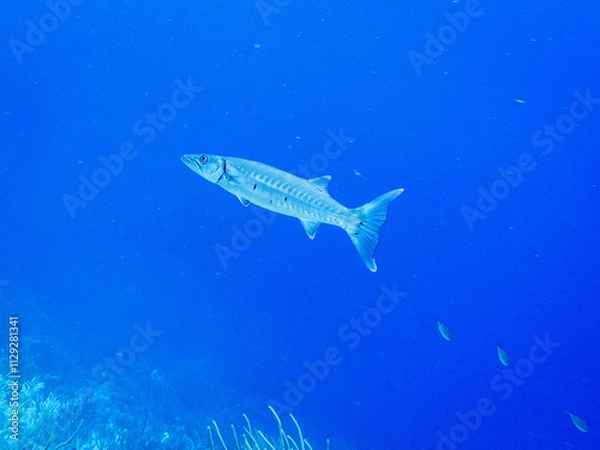 Obraz underwater life