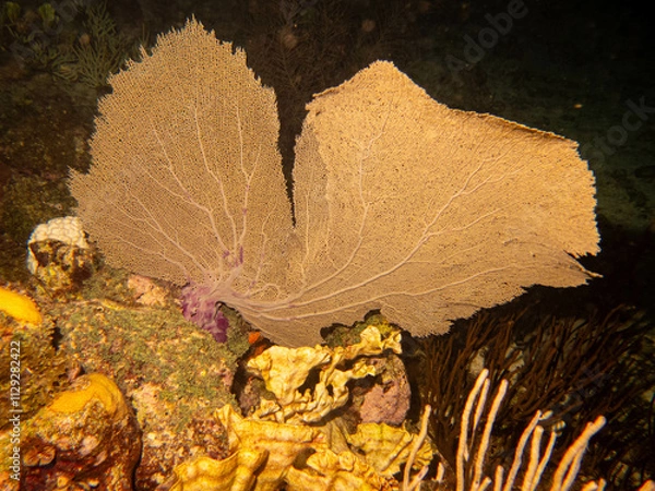 Obraz underwater life