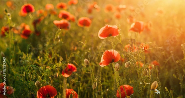 Obraz Field of poppies against the setting sun. Horizontal position.