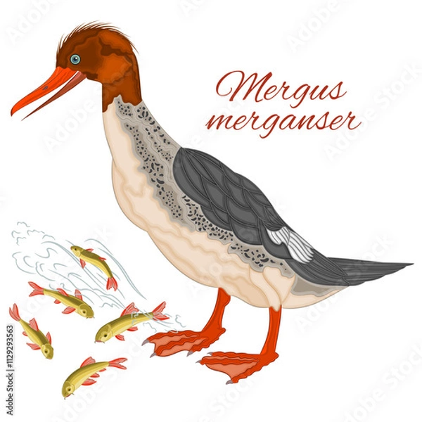 Obraz Mergus merganser duck young cute water bird  with colorful feathers and fish watercolor vector illustration editable hand drawing