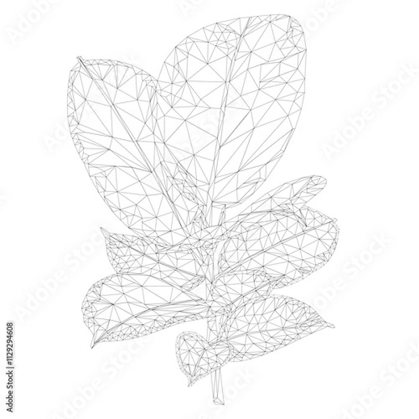 Obraz Ficus Elastica Ruby branch and leaves outline low-polygon  on a white background  vector illustration editable hand drawn