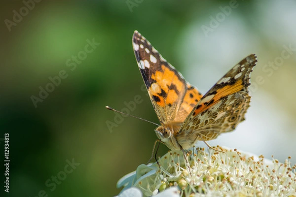 Fototapeta Бабочка