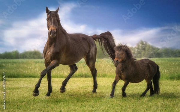 Obraz Pferde Freundschaft