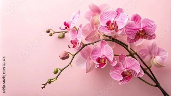 Fototapeta Bunch of pink orchids on pink background, minimal floral design with copy space.