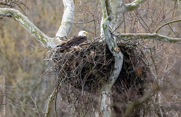 Fototapeta Bald eagle in nest