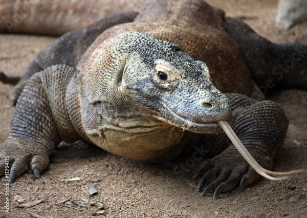 Obraz Waran z Komodo