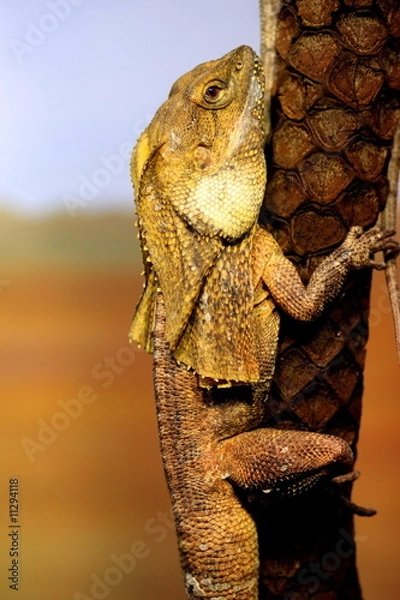 Obraz Frill necked lizard on a tree