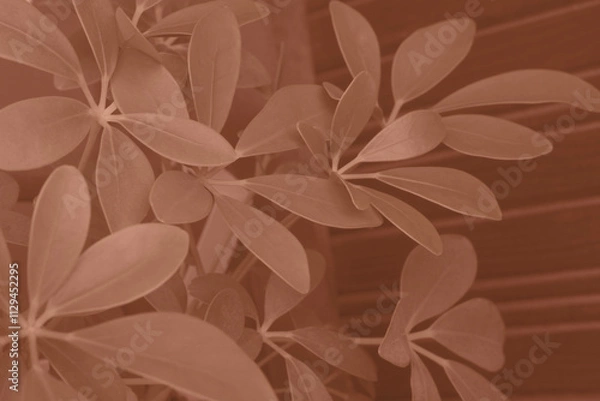 Fototapeta Mocha Mousse color leaf texture, nature monochrome background. Color of the year 2025