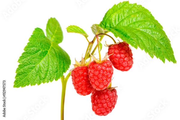 Obraz raspberry on white background