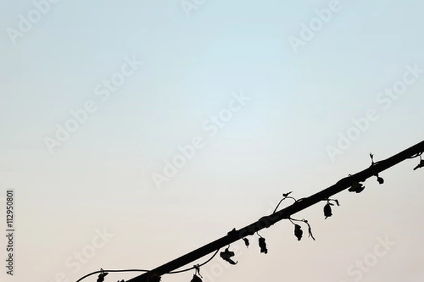Obraz Vine and sunset sky background