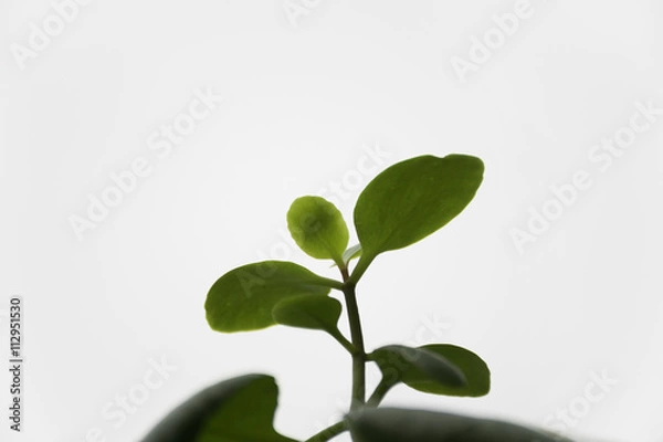 Obraz Top of tree