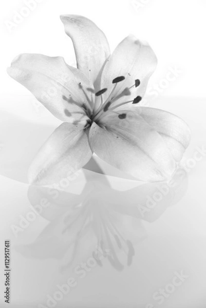 Obraz lily blossom against a white background, black and white, reflection