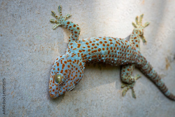 Obraz gecko on house wall