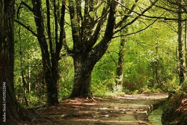 Fototapeta path in the forest