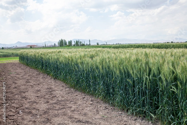 Fototapeta A well-maintained wheat field (Triticum aestivum) showcasing uniform growth and robust development, with healthy green spikes at the heading stage, bordered by tilled soil, under optimal agronomic con