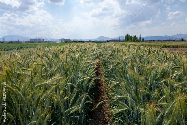 Fototapeta A vibrant agricultural field showcases rows of triticale (× Triticosecale), a hybrid cereal crop, under a sunny sky with distant mountains and rural buildings in the background, highlighting sustainab