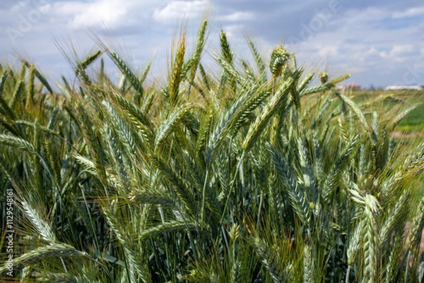 Fototapeta a triticale field (× Triticosecale), a wheat and rye hybrid known for dense green spikes with awns and strong stems. The crop exhibits uniform growth in well-drained soil under moderate light.