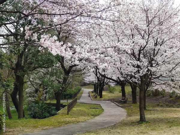 Fototapeta 公園の遊歩道と桜並木