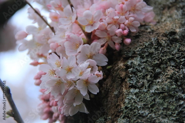 Fototapeta cherry blossom