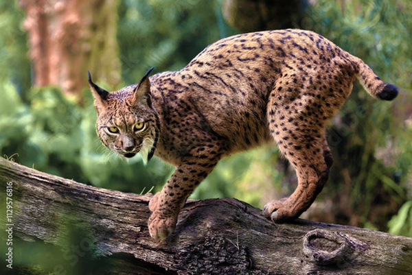 Fototapeta Iberian lynx walking on a log in its habitat