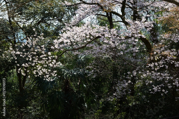 Fototapeta 森と桜の花