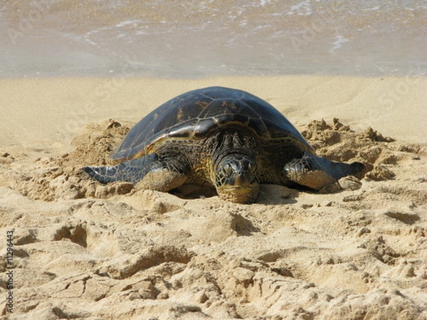 Obraz turtle on the sand