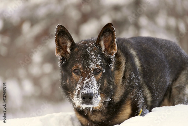 Obraz dog in snow