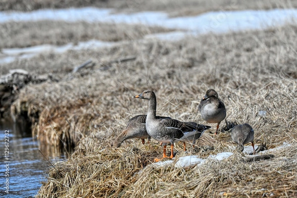 Obraz birds on the beach