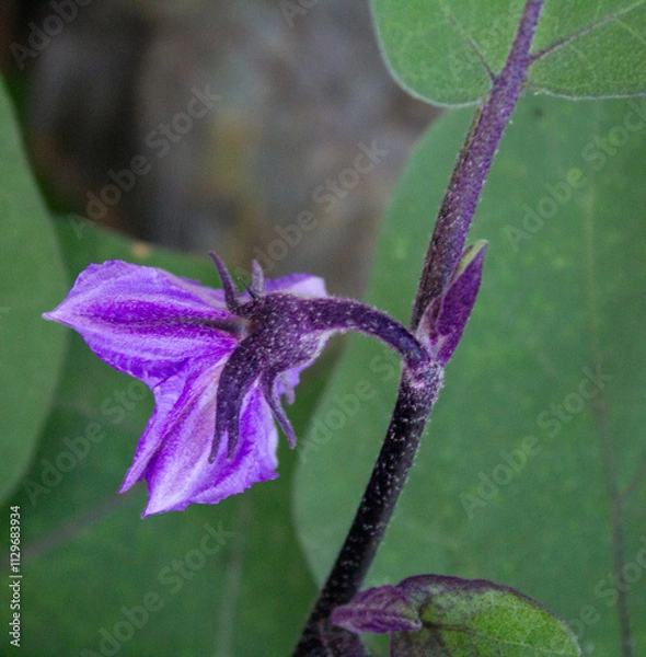 Obraz eggplant flower