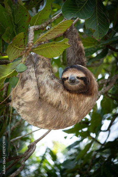 Fototapeta sloth sleeping on a tree