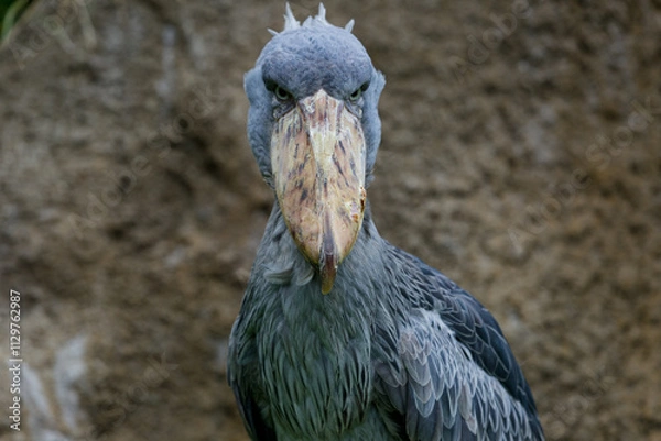 Obraz ハシビロコウ