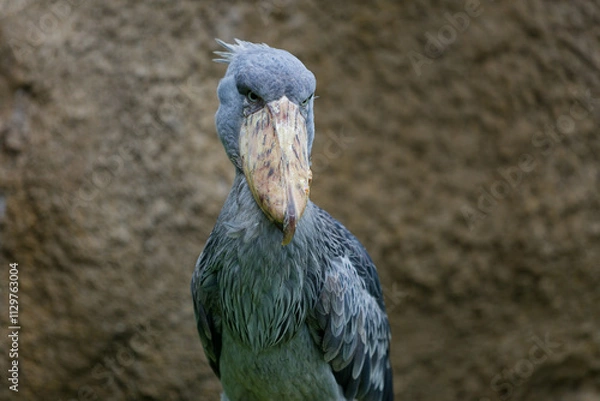 Obraz ハシビロコウ