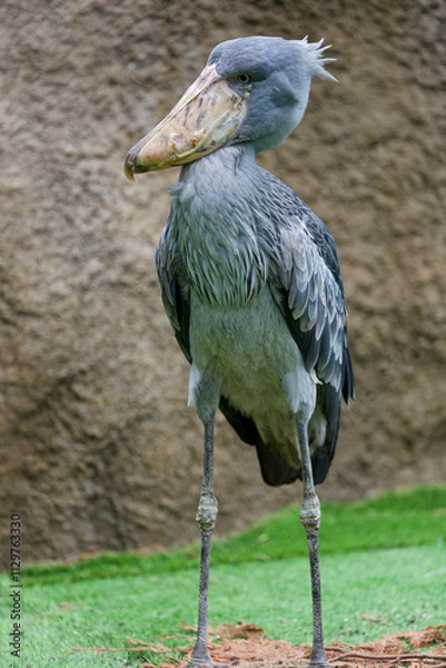 Obraz ハシビロコウ