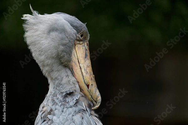 Obraz ハシビロコウ