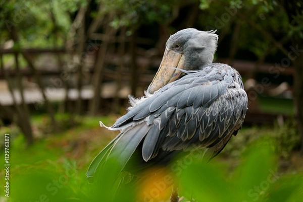 Obraz ハシビロコウ